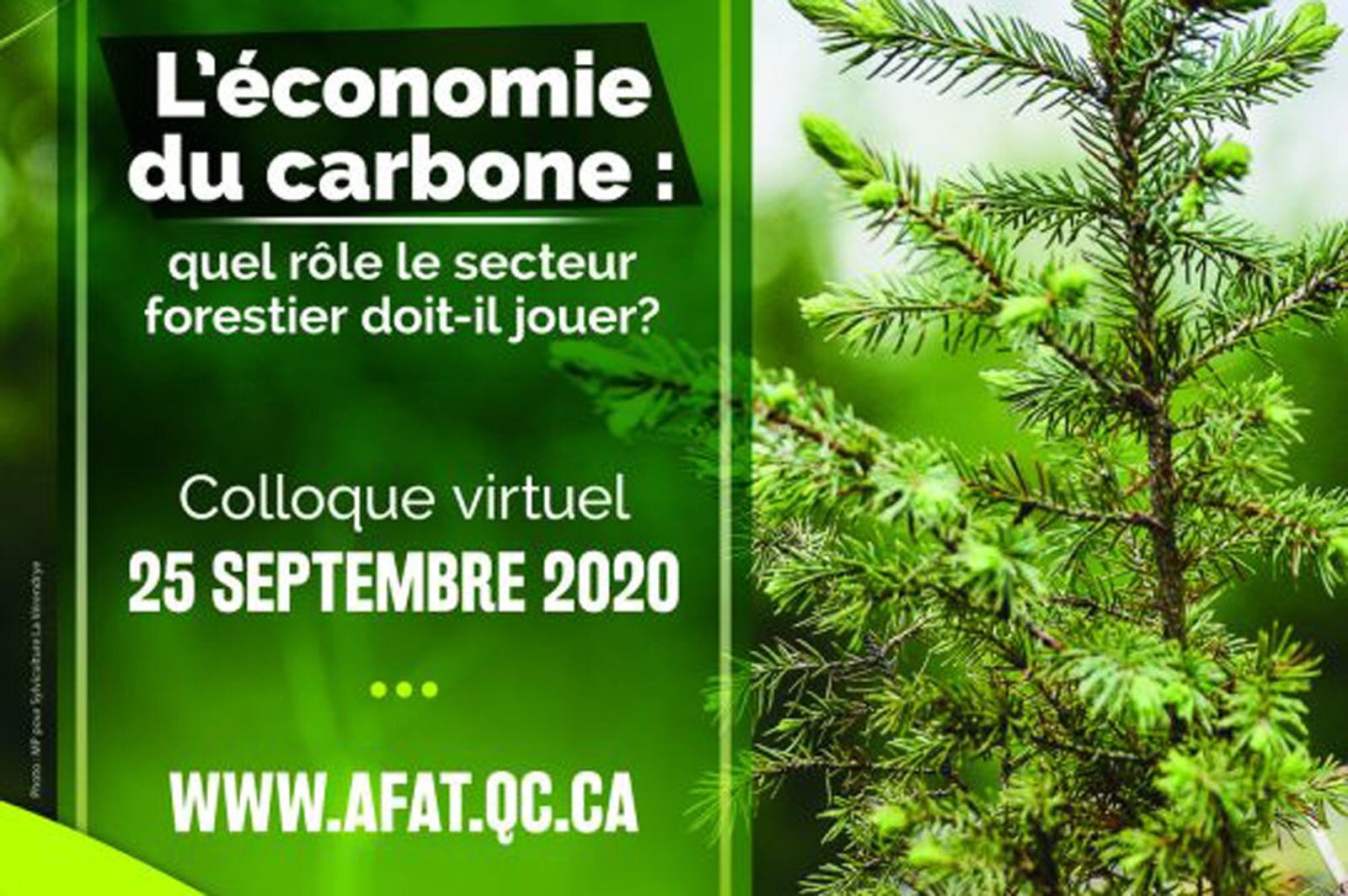 L'expertise de l'IRF au premier plan d'une journ&eacute;e sur le carbone forestier