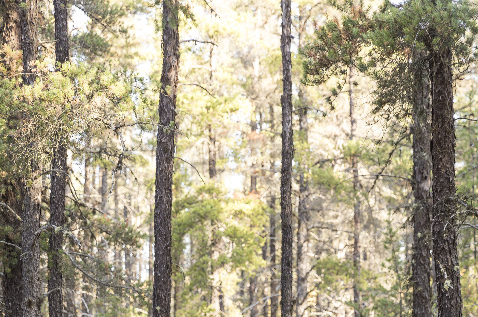 La  Chaire en aménagement forestier durable UQAT-UQAM&nbsp;: fidèle à ses  engagements et tournée vers l'avenir