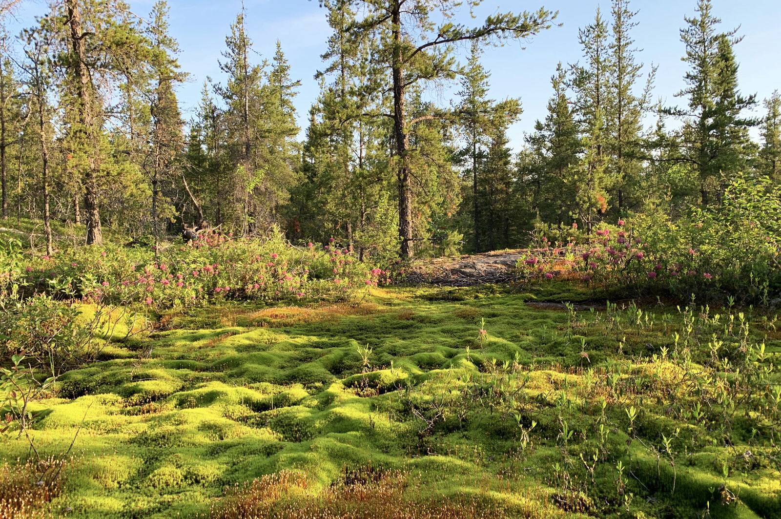 Un 3<sup>e</sup> Colloque réussi pour la Chaire  CRSNG-UQAT sur la biodiversité en contexte minier