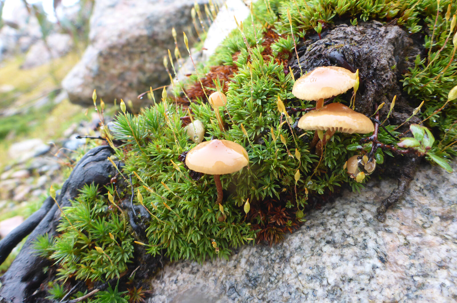 &Agrave; l'aube du deuxi&egrave;me Colloque de la Chaire CRSNG-UQAT sur la biodiversit&eacute; en contexte minier