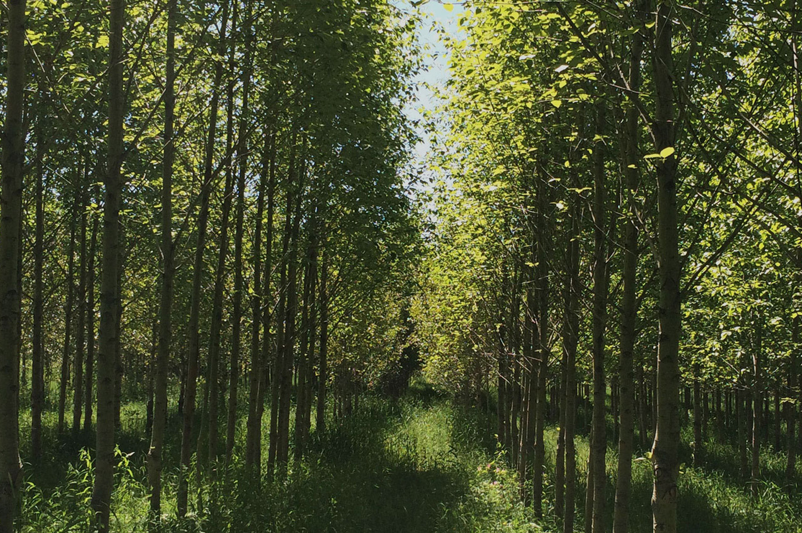 Une nouvelle chaire industrielle CRSNG en sylviculture et production de bois voit le jour &agrave; l'UQAT